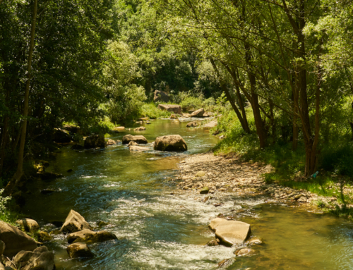 22 de abril, día munidal de la tierra – Tejiendo juntos un futuro más verde