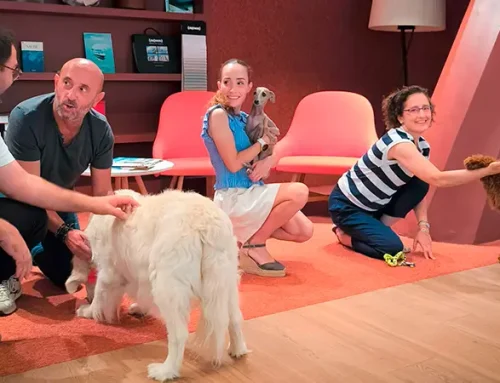 Ein Tag der anderen Art in Sauleda: Wir feierten den Internationalen Tag des Hundes 🐾