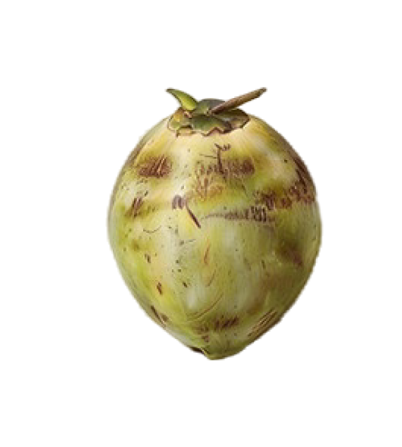 Ernte der Kokosnuss